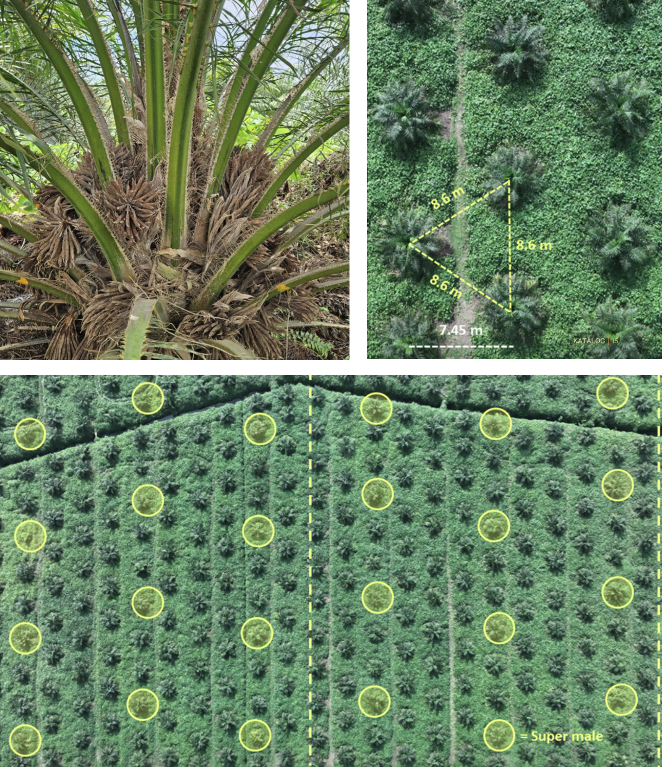 DxP Socfindo SM Supermale palm, 8.6 m triangular planting system, and 12 palms per hectare distribution